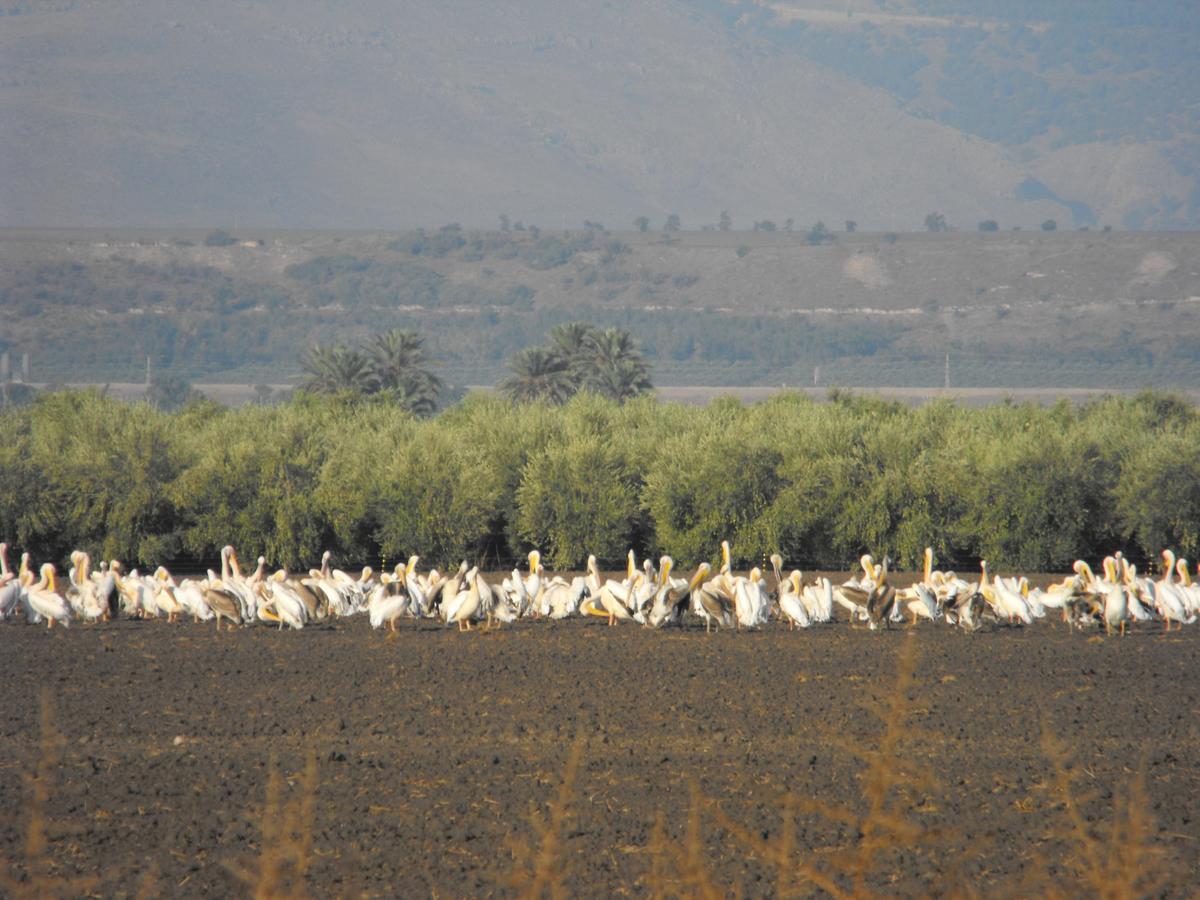 Jordan Valley Birding Lodge Kefar Ruppin Экстерьер фото