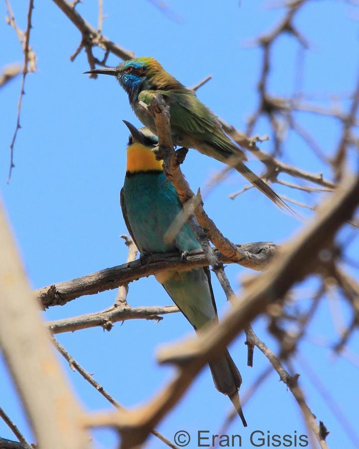 Jordan Valley Birding Lodge Kefar Ruppin Экстерьер фото