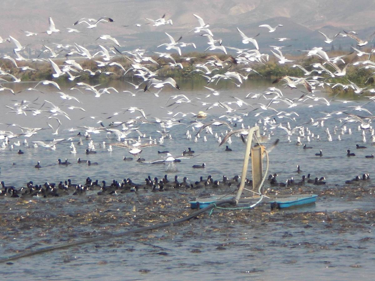 Jordan Valley Birding Lodge Kefar Ruppin Экстерьер фото