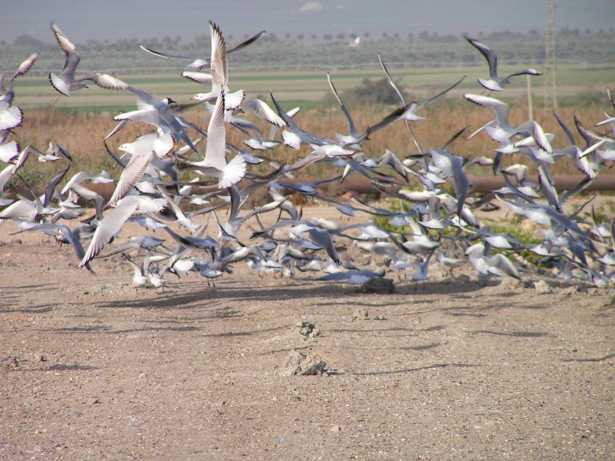 Jordan Valley Birding Lodge Kefar Ruppin Экстерьер фото